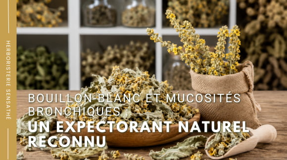 Bouillon-blanc et mucosités bronchiques  un expectorant naturel reconnu - Herboristerie Sensathé